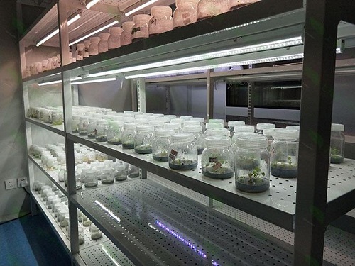 临桂植物组织培养实验室设计建设方案